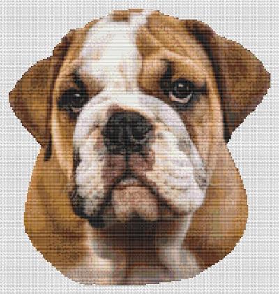 (image for) Brown & White Bulldog